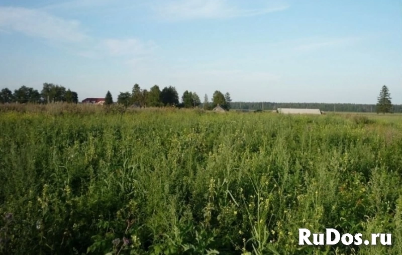 Участок 10 сот в Муракино изображение 4