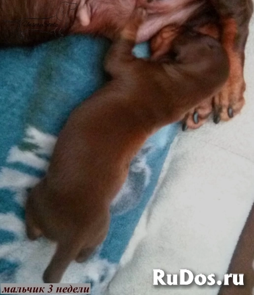 Такса миниатюрная/кроличья - шоколадные щенки/мальчики изображение 10