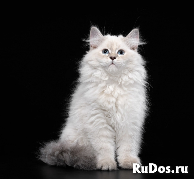 Невская маскарадная кошка (котята) изображение 3