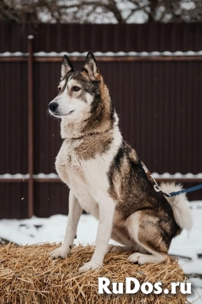 Лайка Саванна ждёт свою семью изображение 3