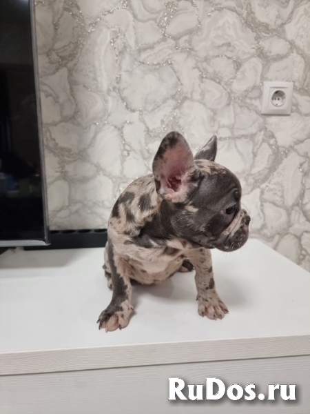 Щенки Французского бульдога редких окрасов изображение 5