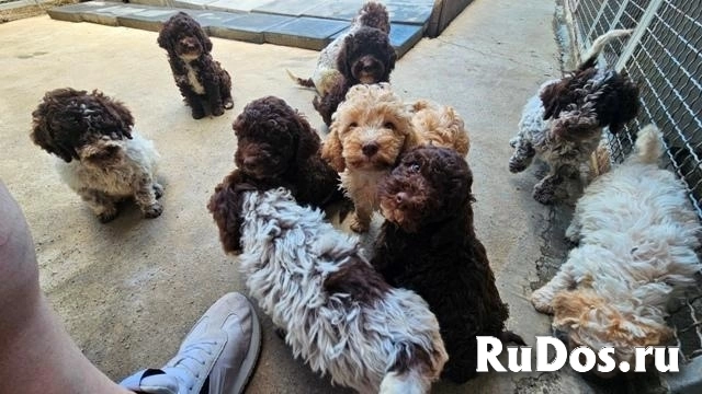 Лаготто Романьоло, щенки в наличии изображение 5