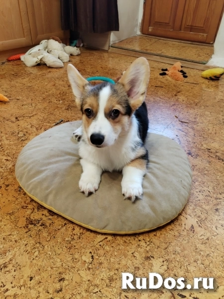 Щенок Вельш корги пемброк фото