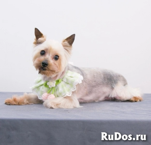 Очаровательная собачка Дели в добрые руки изображение 4