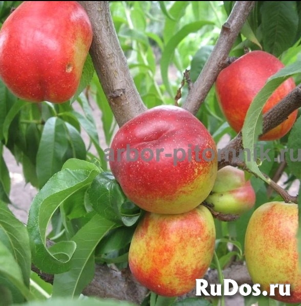 Плодовые деревья и плодовые крупномеры (большемеры) взрослые дере изображение 4