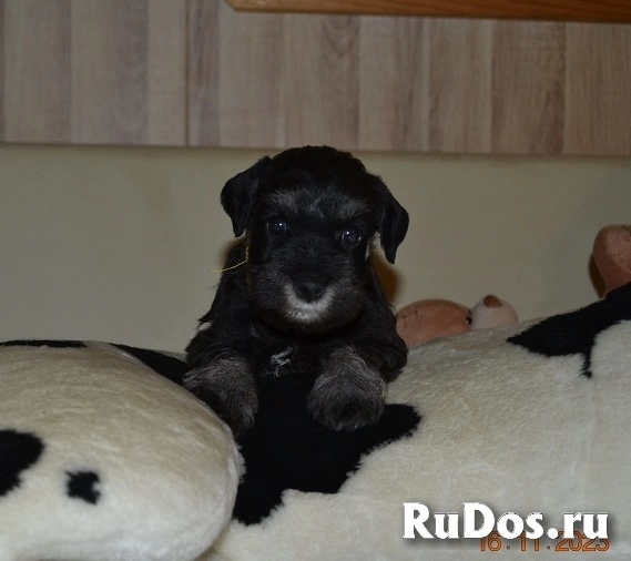 Щенки Цвергшнауцера фотка