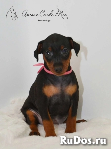 Щенки Цвергпинчера фотка