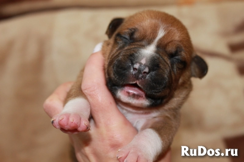 Малыши Амстаффтерьера бронь изображение 6