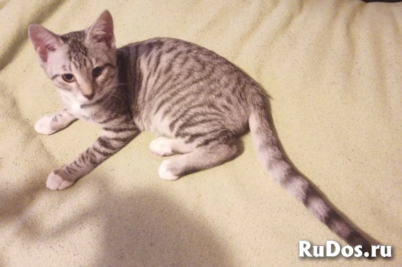 Ищут дом котята Барсик, Рыжик и Кремик. фото