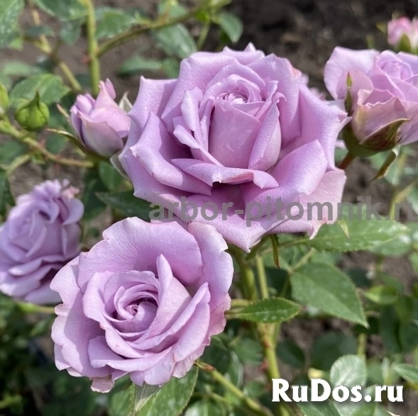 , купить растения изображение 6