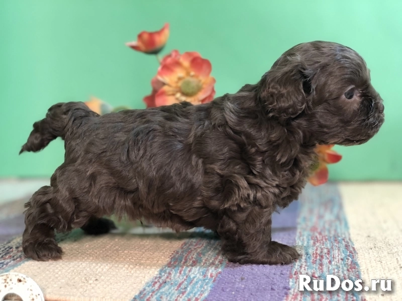 Продаются щенки русской цветной болонки изображение 9