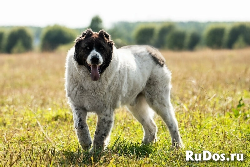 Алабай Ирхан в добрые руки изображение 3
