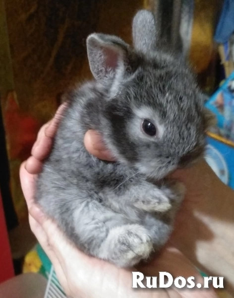 Кролики от Крёстной Золушки фото