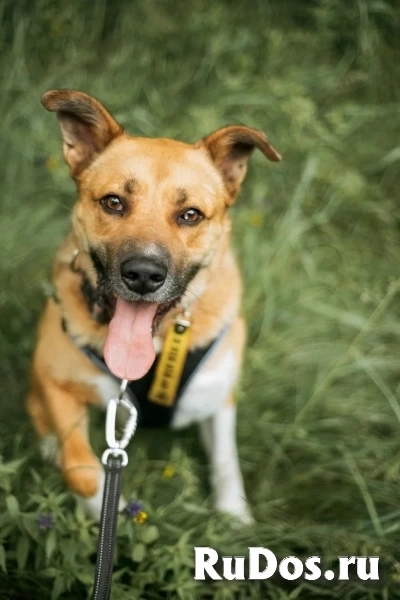 Дружелюбный пес-компаньон Рэм ищет дом! изображение 6