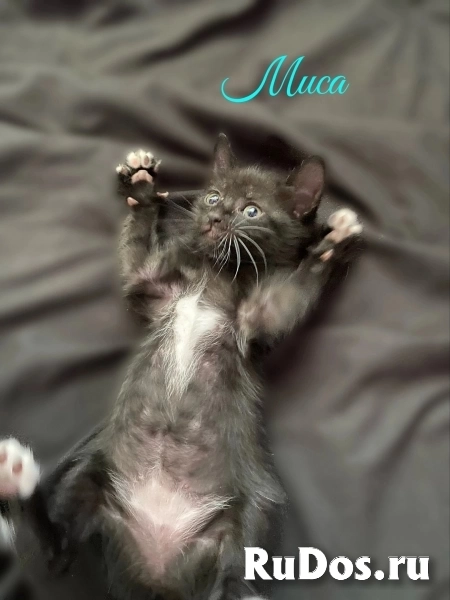 Воспитанные котята изображение 4