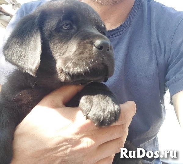 ЛАБРАДОРА-ретривера, щенки чемпионского происхождения изображение 4