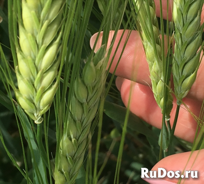 Семена ячменя ярового купить Грис  Леон Одесский 22 Прерия Ратник фото