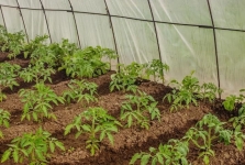 Земля для посадки, удобренная в объявлении 1 фото Земля для посадки, удобренная картинка из объявления