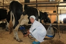 Доярка с проживанием в объявлении 1 фото Доярка с проживанием картинка из объявления