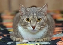 Царь-кошка Мусильда (по-домашнему Муся) украсит ваш дом! картинка из объявления