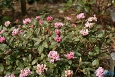 Семена Рододендрон Адамса (Саган-Дайля) картинка из объявления