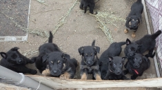 Щенки немецкой овчарки в объявлении 1 фото Щенки немецкой овчарки картинка из объявления