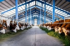 Операторы машинного доения на вахты в объявлении 1 фото Операторы машинного доения на вахты картинка из объявления