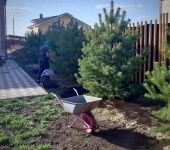 Озеленение деревьями и кустарниками, посадка под ключ в объявлении 5 фото Озеленение деревьями и кустарниками, посадка под ключ картинка из объявления
