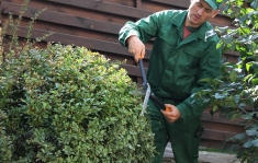 Услуги садовника в Воронеже и Воронежской области картинка из объявления