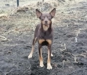 Щенки Австралийской пастушьей овчарки Келпи 1.10.2022 рождения в объявлении 3 фото Щенки Австралийской пастушьей овчарки Келпи 1.10.2022 рождения картинка из объявления