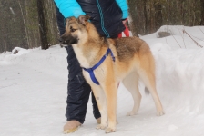 Щенок метис лайки в добрые руки в объявлении 2 фото Щенок метис лайки в добрые руки картинка из объявления