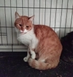 Рыжий кот Яша в добрые руки картинка из объявления