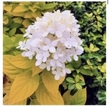 Гортензия метельчатая Санлайт картинка из объявления