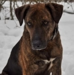 Эрик компаньон-интеллигент ищет семью! в объявлении 10 фото Эрик компаньон-интеллигент ищет семью! картинка из объявления