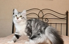 Невские маскарадные  и сибирские котята продаются картинка из объявления