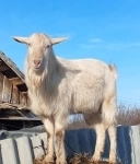 Продаю картинка из объявления