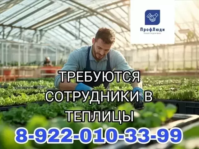 Требуются сотрудники в теплицы Чурилово картинка из объявления