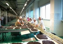 Упаковщик на шоколадную фабрику. Вахта картинка из объявления