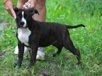 Тигровая девочка Амстаффа для души в объявлении 9 фото Тигровая девочка Амстаффа для души картинка из объявления