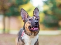 Умница собака Луна в добрые руки в объявлении 5 фото Умница собака Луна в добрые руки картинка из объявления