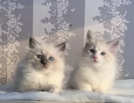 невские маскарадные сибирские котята картинка из объявления