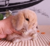 Карликовые вислоухие крольчата картинка из объявления