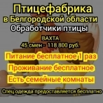 Обработчики птицы на птицефабрику картинка из объявления