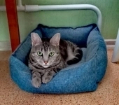 красивая мраморного окраса кошка ищет дом картинка из объявления