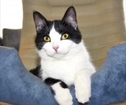 Красивая квартирная кошечка картинка из объявления