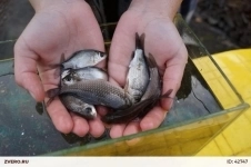 Карась, живец на рыбалку в объявлении 1 фото Карась, живец на рыбалку картинка из объявления