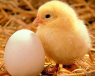 Работа вахтовым методом в объявлении 1 фото Работа вахтовым методом картинка из объявления