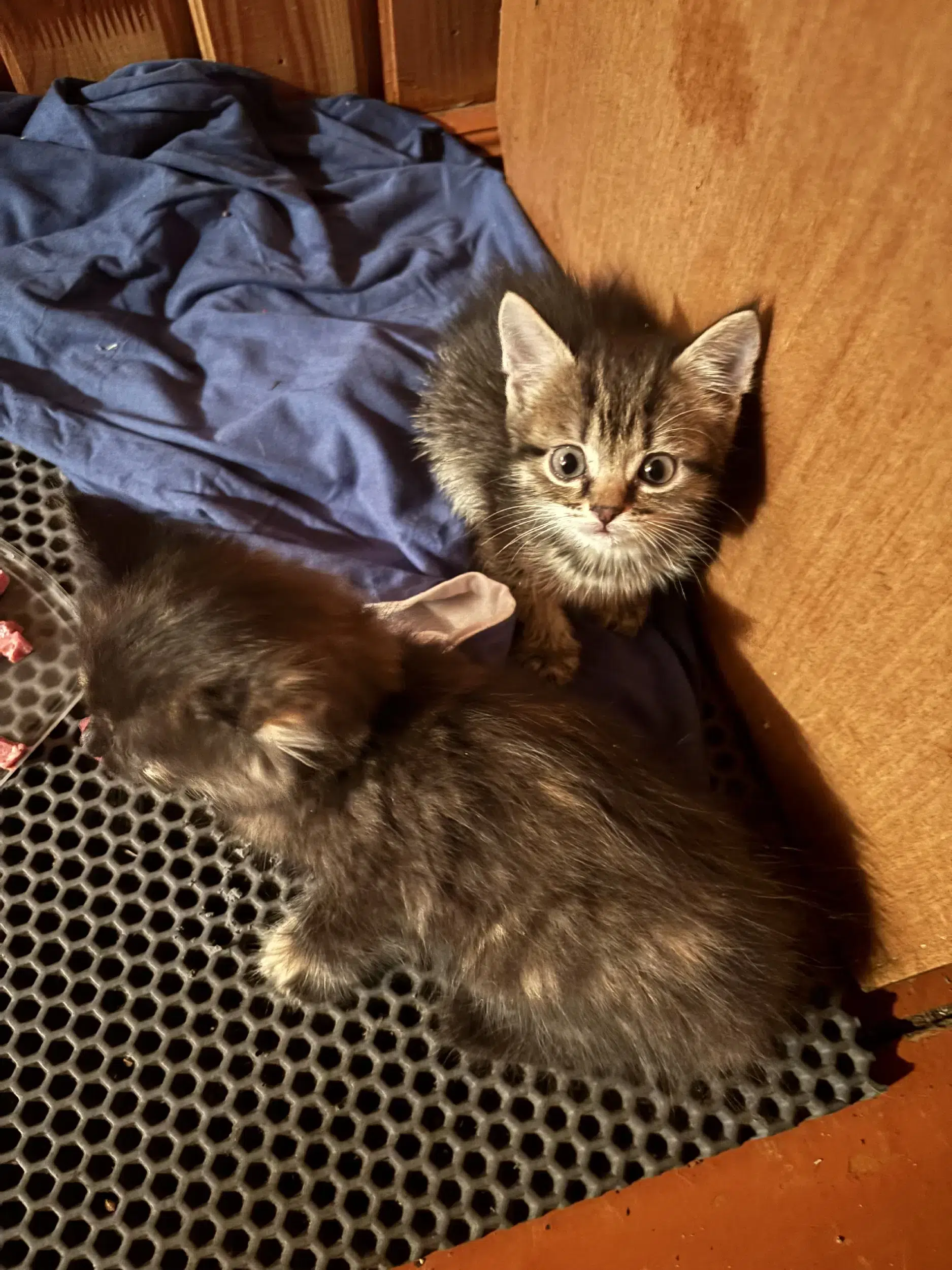 Котята бесплатно картинка из объявления