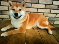 Щенок Сиба мальчик в объявлении 1 фото Щенок Сиба мальчик картинка из объявления