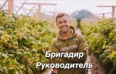 Бригадир участка в теплицы (вахта) картинка из объявления
